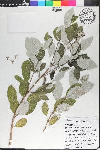 Vitex trifolia image