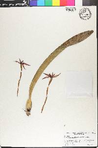 Maxillaria cucullata image