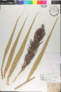 Phragmites australis image