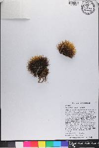 Mammillaria nivosa image