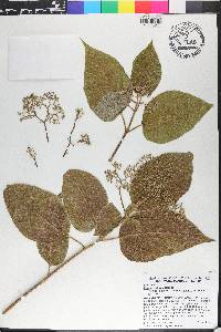 Premna odorata image