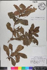 Gesneria reticulata image