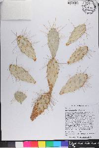 Opuntia triacantha image