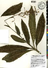 Pollia japonica image