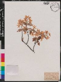 Amelanchier canadensis image