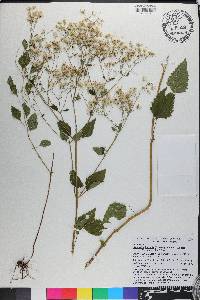 Ageratina jucunda image