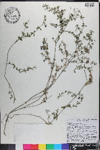 Galium hispidulum image