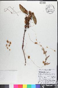 Cuscuta gronovii image