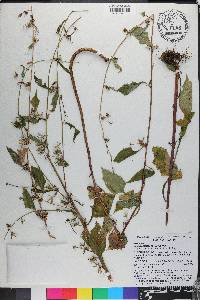 Lactuca floridana image