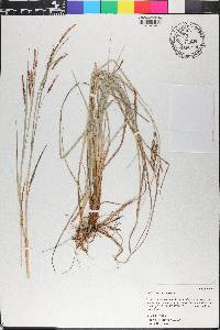 Carex flacca image