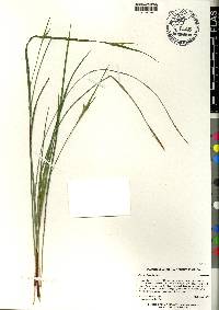 Scleria oligantha image