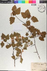 Crataegus flava image