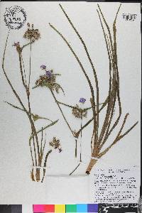 Tradescantia ohiensis image