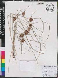 Cyperus sanguinolentus image