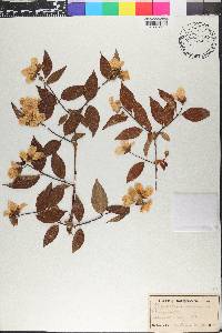 Philadelphus coronarius image