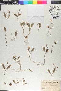 Claytonia caroliniana image