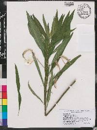 Asclepias perennis image