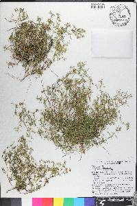 Polypremum procumbens image