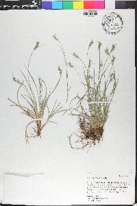 Carex breviculmis image