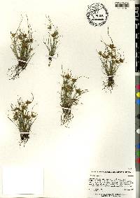 Cyperus flavescens image