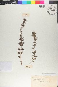 Teucrium cubense image