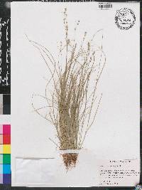 Carex radiata image