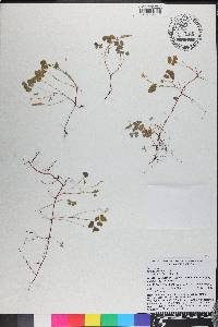 Oxalis corniculata image