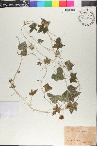 Melothria pendula image