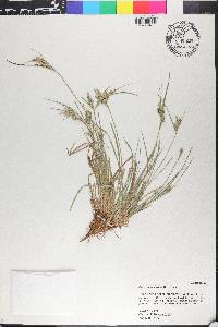 Carex breviculmis image