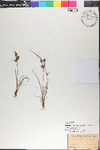 Cyperus squarrosus image