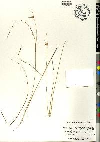 Scleria ciliata image