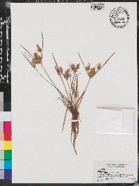 Cyperus iria image