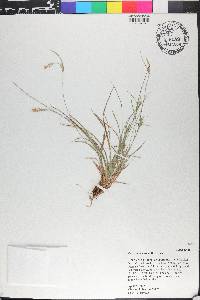 Carex breviculmis image