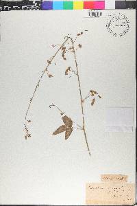 Desmodium canescens image