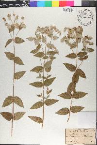 Pycnanthemum muticum image
