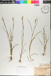 Juncus trifidus image