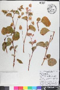 Begonia cucullata image