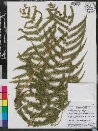 Thelypteris kunthii image