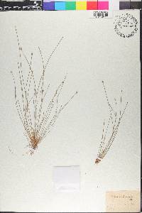 Eleocharis albida image