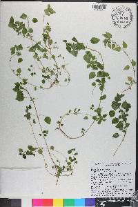 Parietaria floridana image