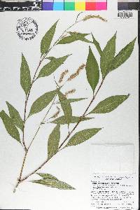 Persicaria glabra image