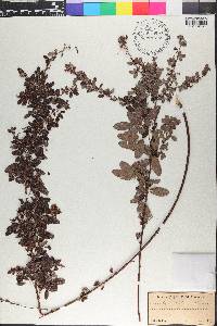 Lespedeza violacea image