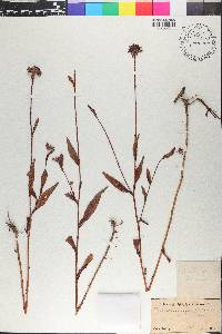 Helianthus angustifolius image