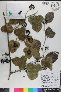 Smilax tamnoides image