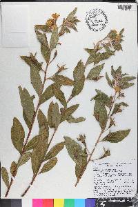 Ludwigia peruviana image