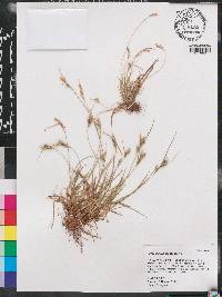 Carex breviculmis image