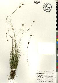 Rhynchospora filifolia image