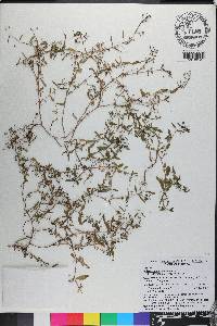 Oldenlandia corymbosa image