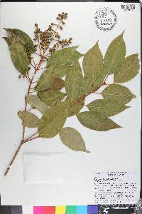 Ligustrum lucidum image