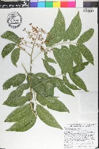 Sapindus mukorossi image